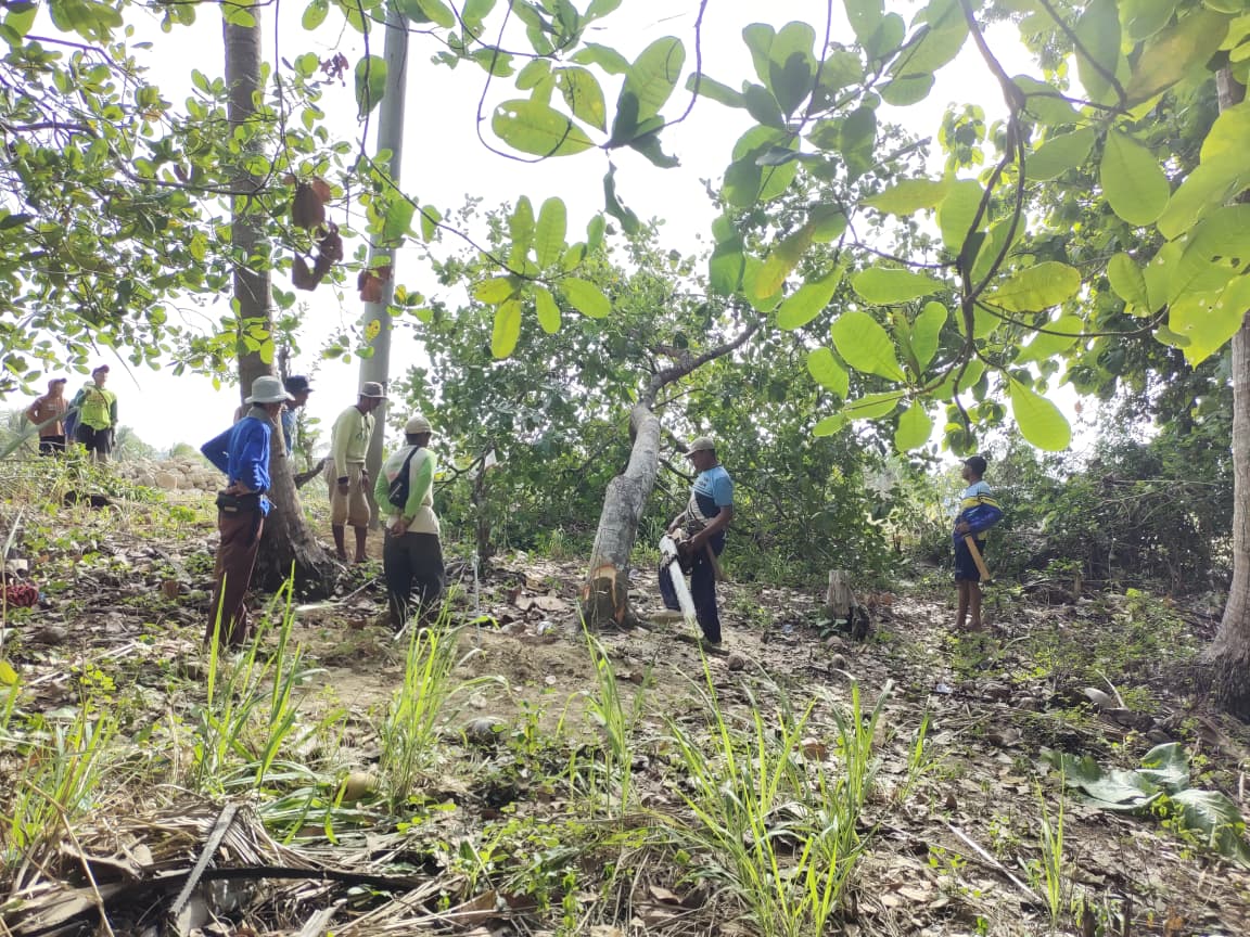 Pemerintah Desa Mario Bersama Masyarakat Lakukan Pembersihan Pohon di Jalur Tiang Listrik KDMP